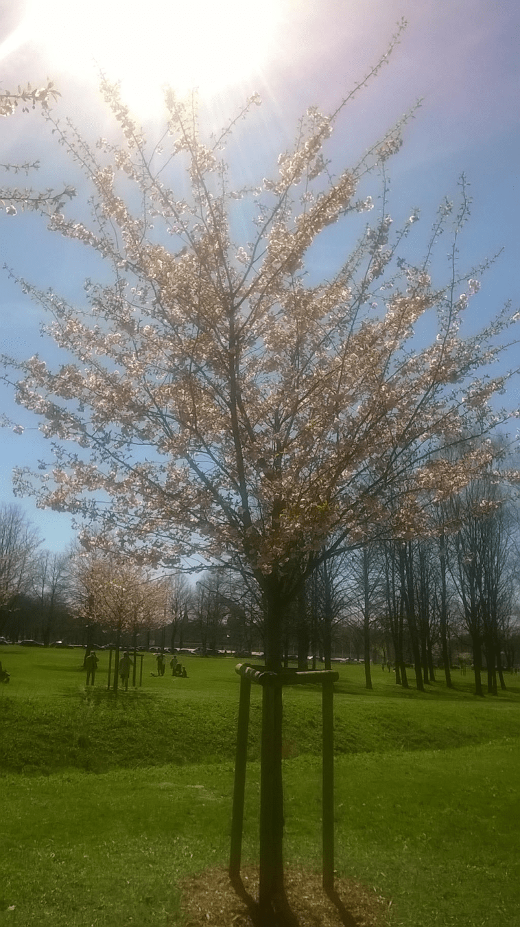Photo of a young Japanese cherry blossom in a blooming park in spring, with the sun glaring brightly at the top.