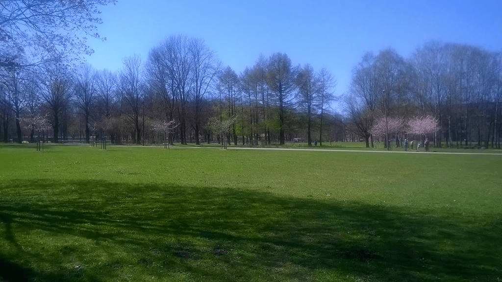 Photo of a bunch of young sakuras in the distance, in a park during spring.