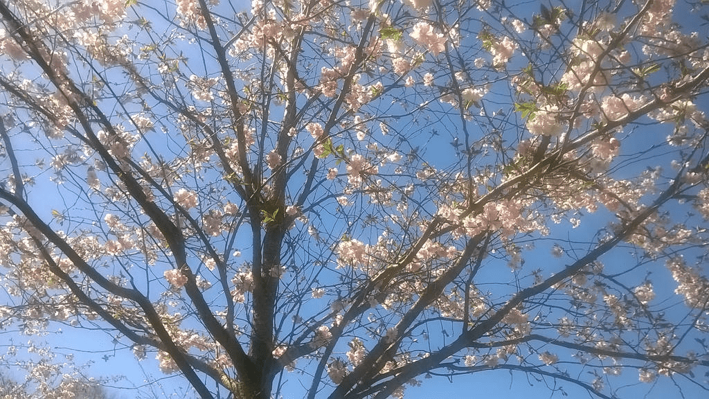Photo of blossoming branches of a young Japanese cherry tree, with the blue sky as background.