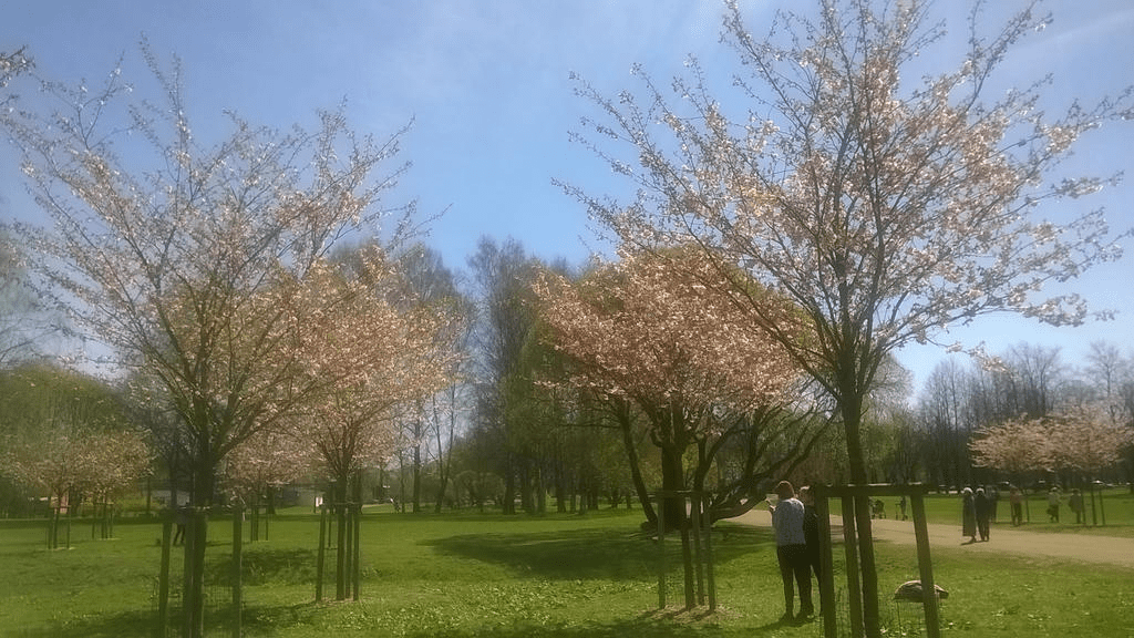 Photo of 4 young sakuras, placed so that they make a square.
