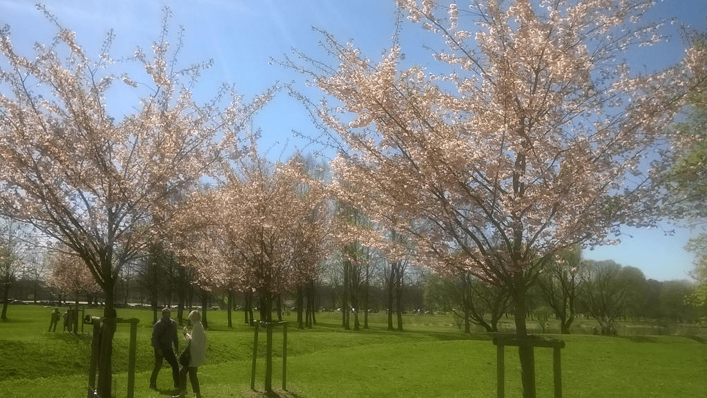 Photo of young Japanese cherry trees, all placed to make a triangle.