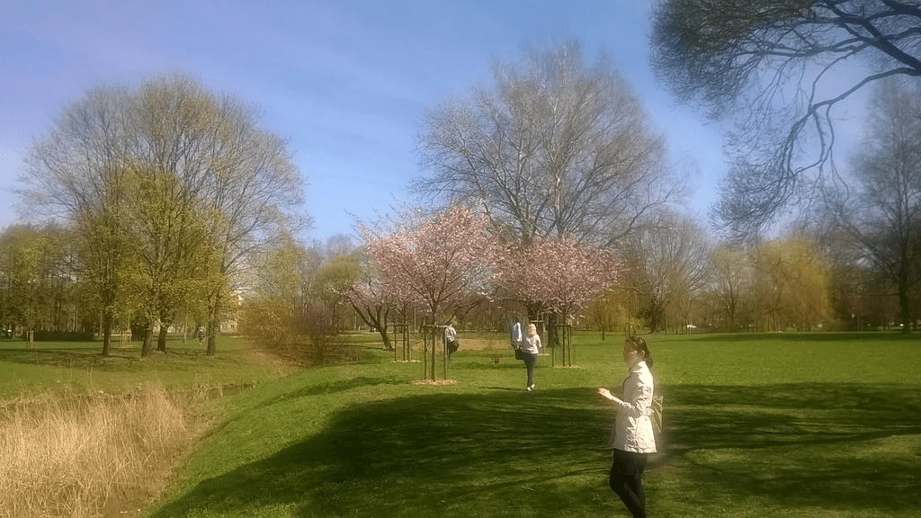 Photo of a park in spring, with young Japanese cherry blossom trees a bit further ahead and people around the area, all by the canal running through the park.