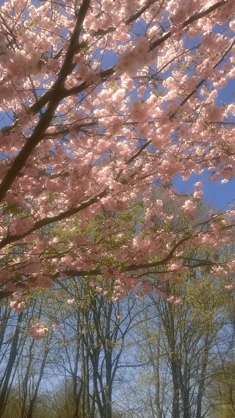 Photo of branches of a young Japanese cherry tree, against the blooming green trees and blue sky in the background.