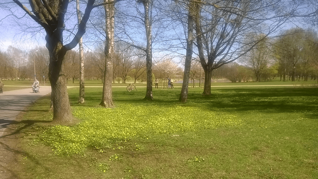 Photo of trees and grass in a park during Spring.
