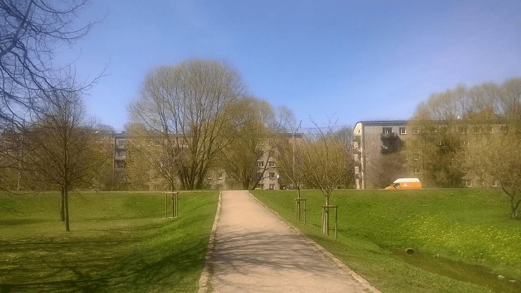 Photo of a cement path from a park to a street, with cherry blossoms planted by the sides of the path, but without flowers, the other trees nearby only blooming in the spring.