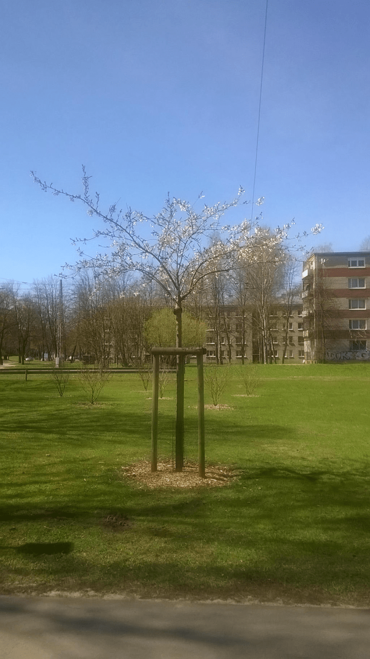 Photo of a young Japanese sakura with some flowers on its branches, located in a park during Spring.
