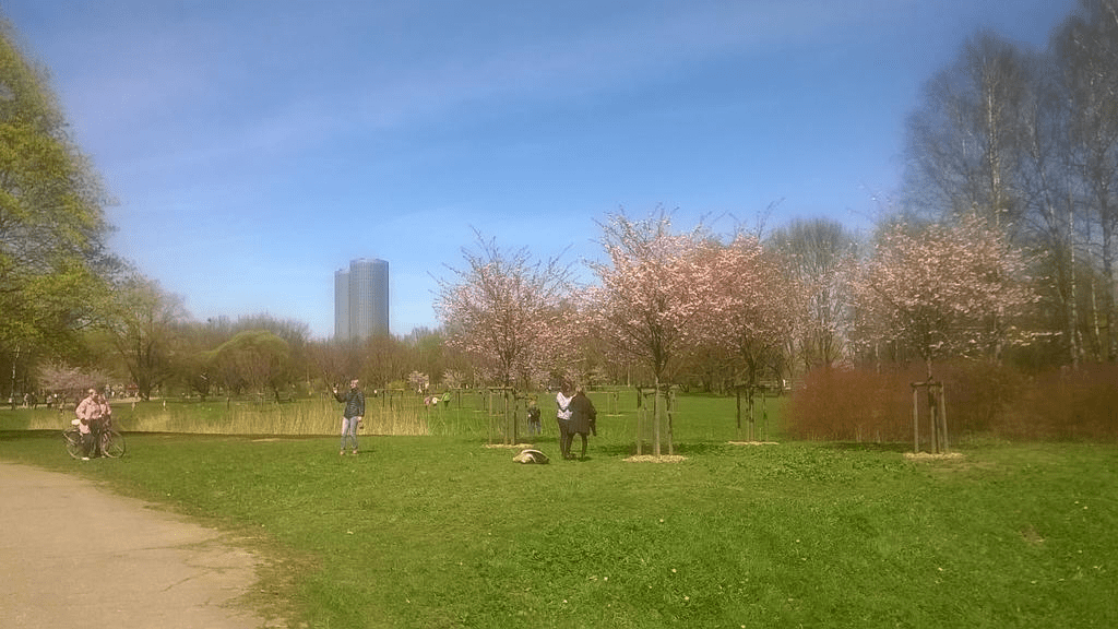 Photo of a park in spring, with young Japanese cherry blossom trees, with people around the area.