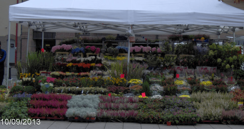 A flower stall, with a lot of pretty plants in pods and bouquets