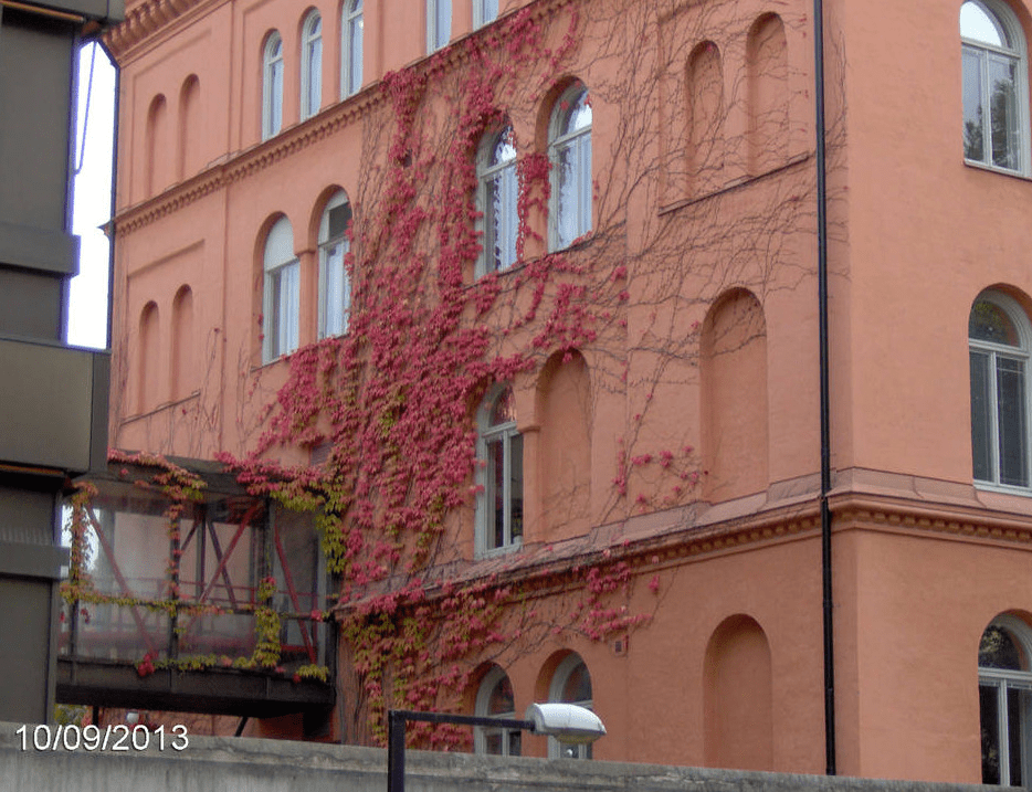 Reddish building with vines growing on the wall and partly on a bridge connecting two buildings, with red leaves