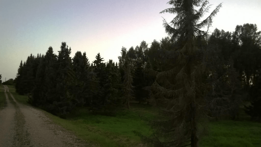 Forested area by a dirt road, turning dark due to the setting sun