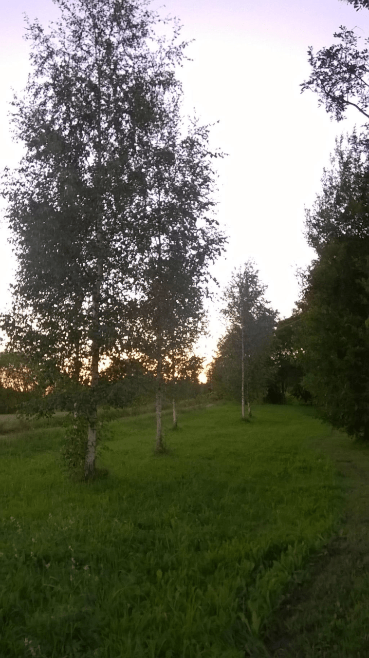 Line of birch trees in a field, near other trees, at dusk, with the sun bright in the distance