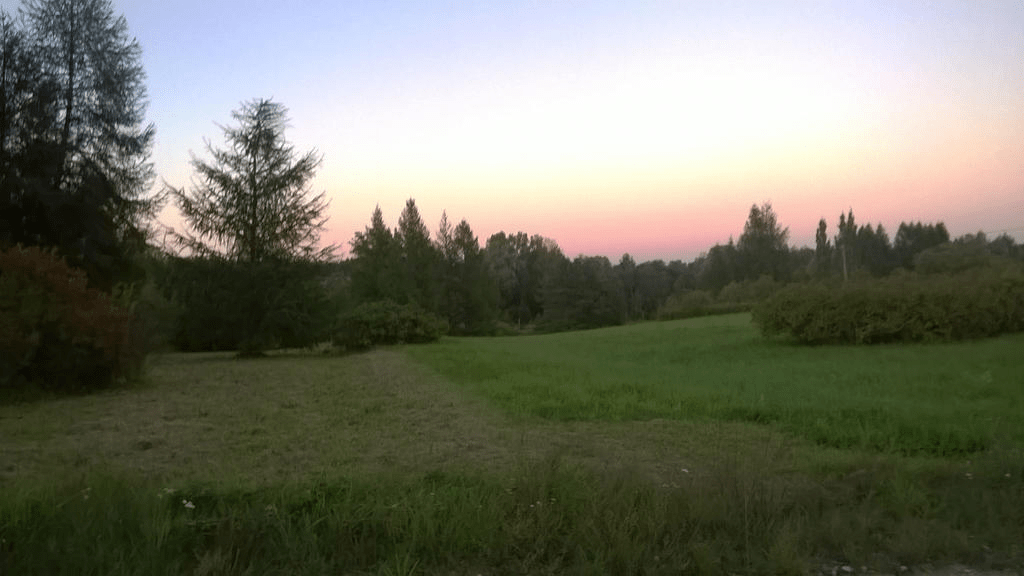 A forested field and the sky is bright from the setting sun