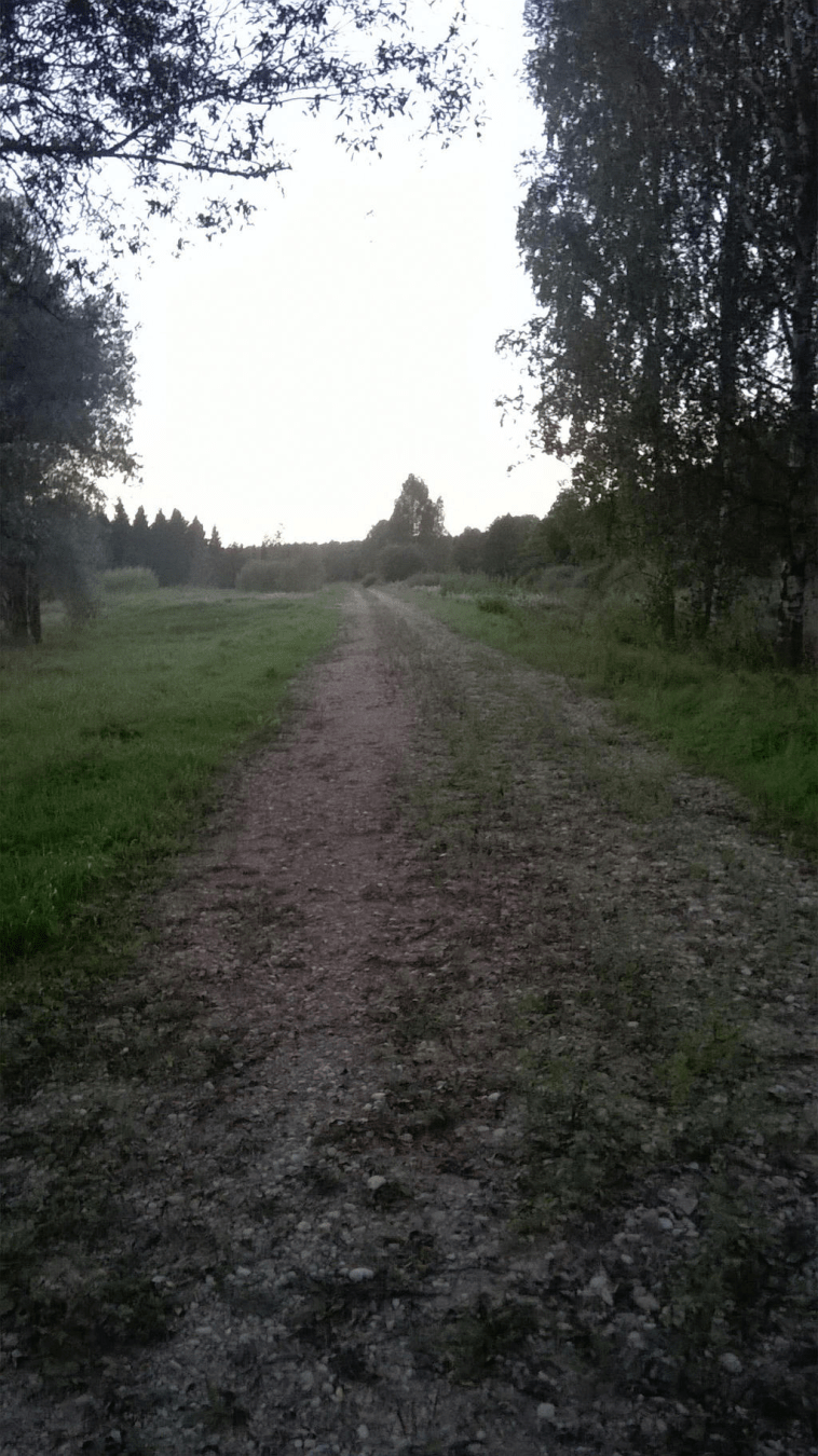 Dirt road through a forested area, but grass is slowly growing on it