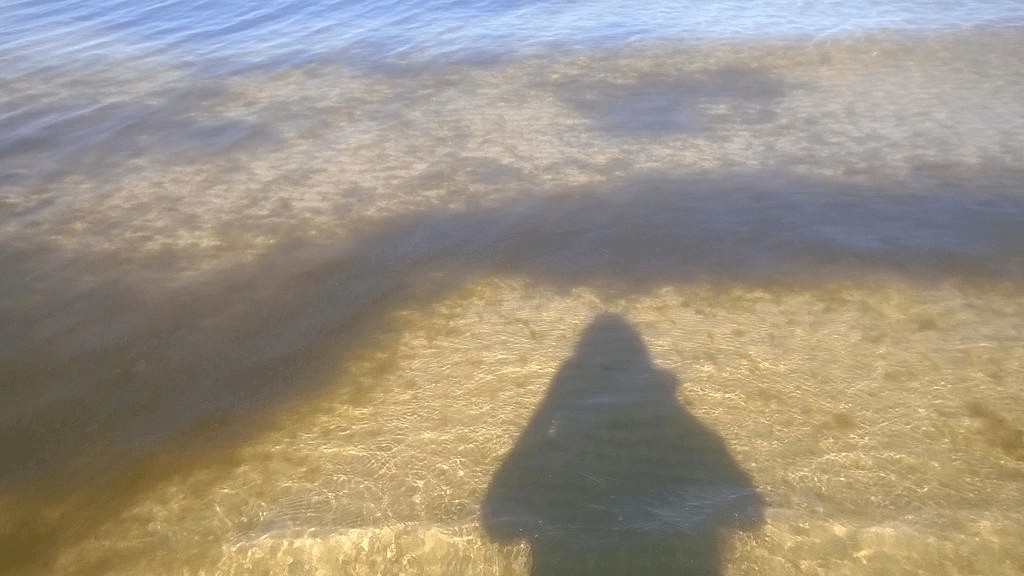 The shallows of the gulf, full of algea and/or sea weed