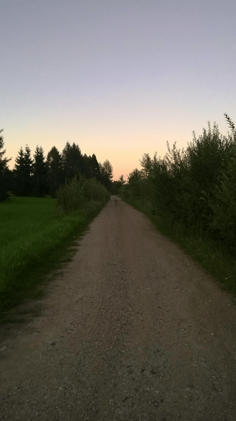 Dirt road through a field, with tall grass on the side and the sun setting in the evening