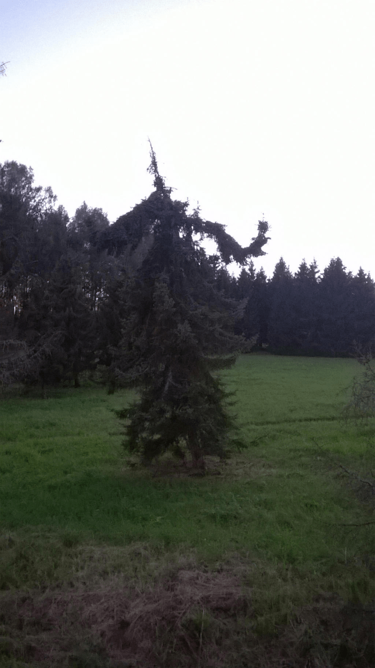 A slightly lopsided tree by its lonesome in a small field surrounded by trees