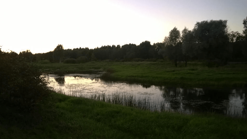 A photo of the pond from grown level, water, though with lilypads, reflecting the forest and sky, which is bright from the setting sun