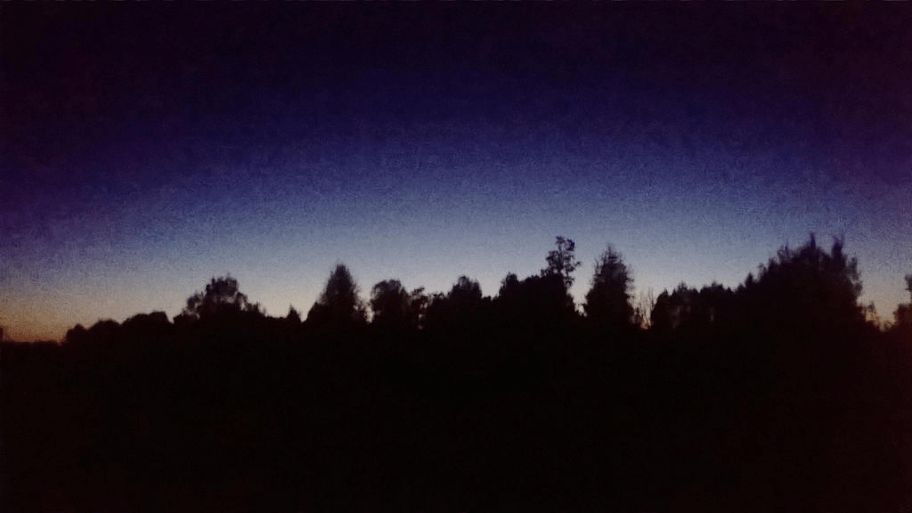 Slighty blurry photo of the forest in late dusk