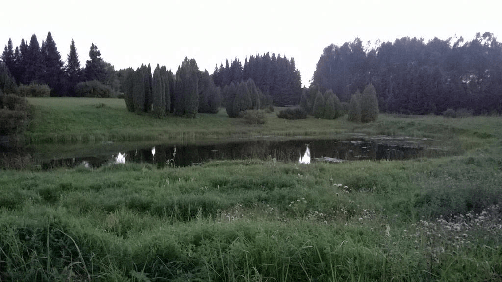 Photo of the pond, surrounded by the lush fields and trees/bushes, water still, reflecting the forest around it