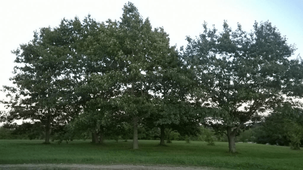 Circle of big trees ina field, the sky bright from the setting sun