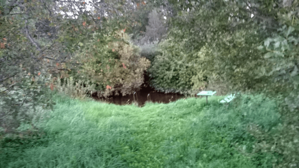 Shot of the swimming spot by the river, with trees and bushes all around, almost masking the river