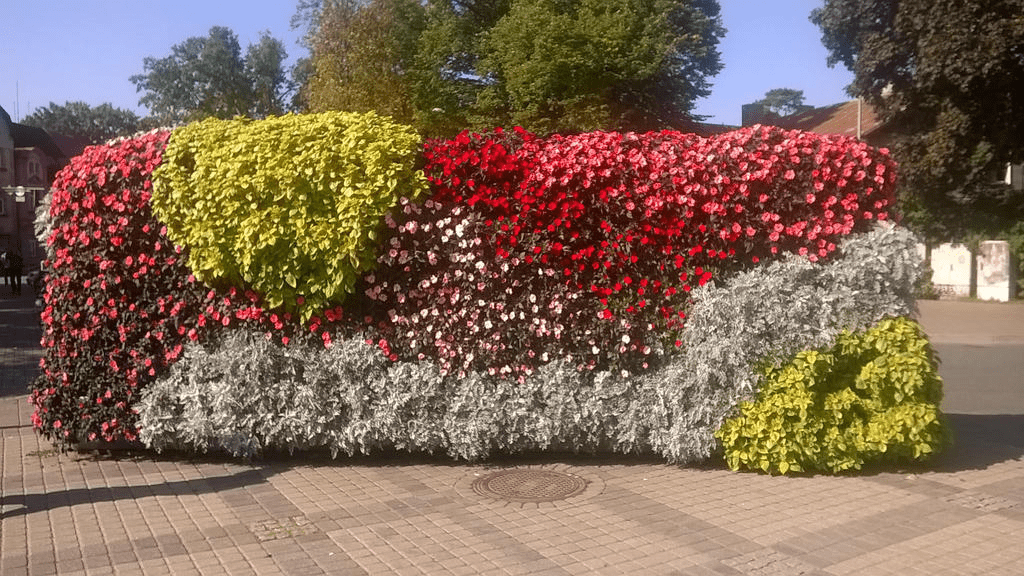 A small wall of flowers, red and pink and yellow and white, blooming nicely on a warm day