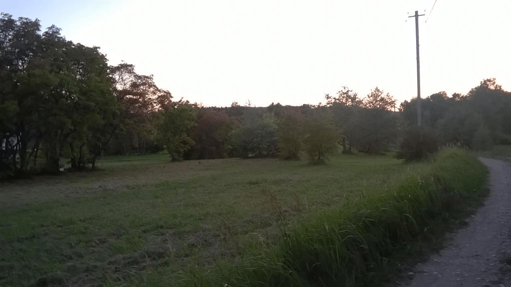 Lightly forsted area by a dirt road in the sunset, with the sky bright