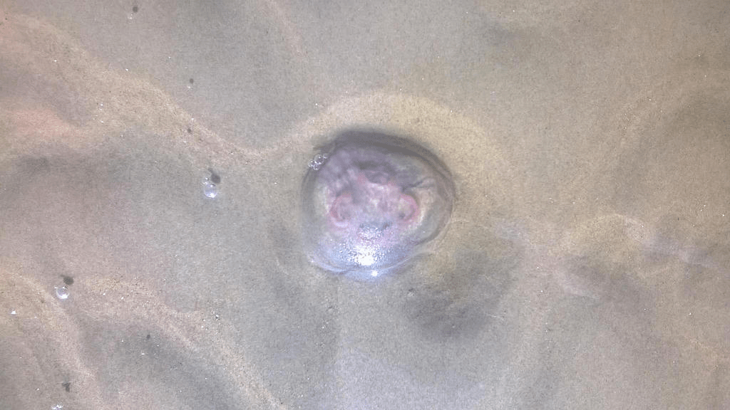 A dead jellyfish in the wet sands of a beach
