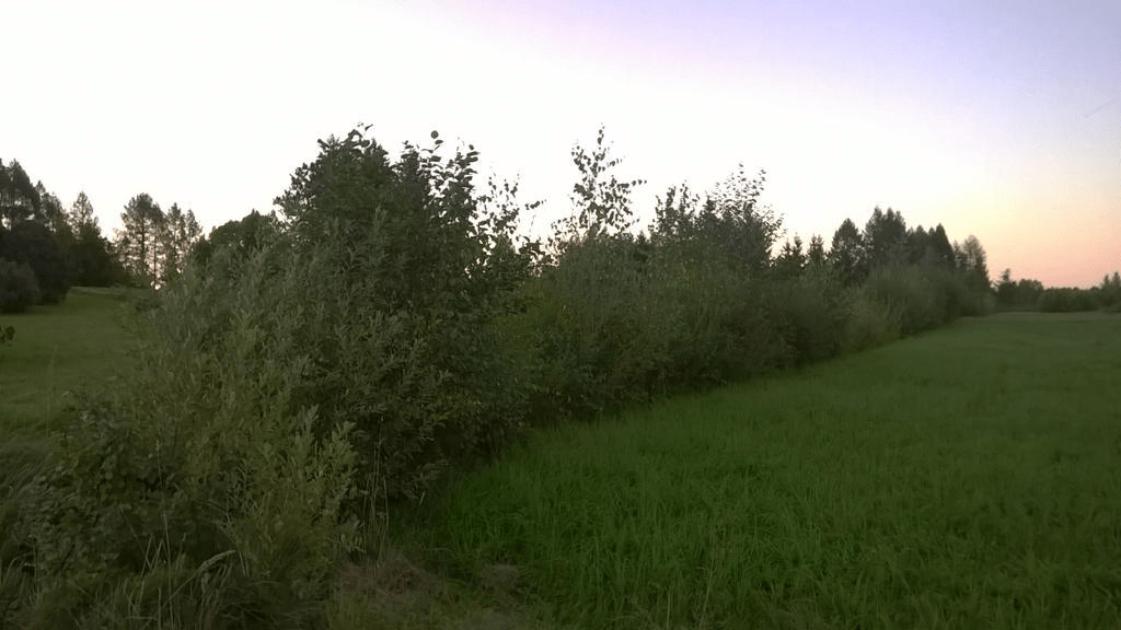 An overgrown ditch, with the field cut, the sky is bright from the setting sun