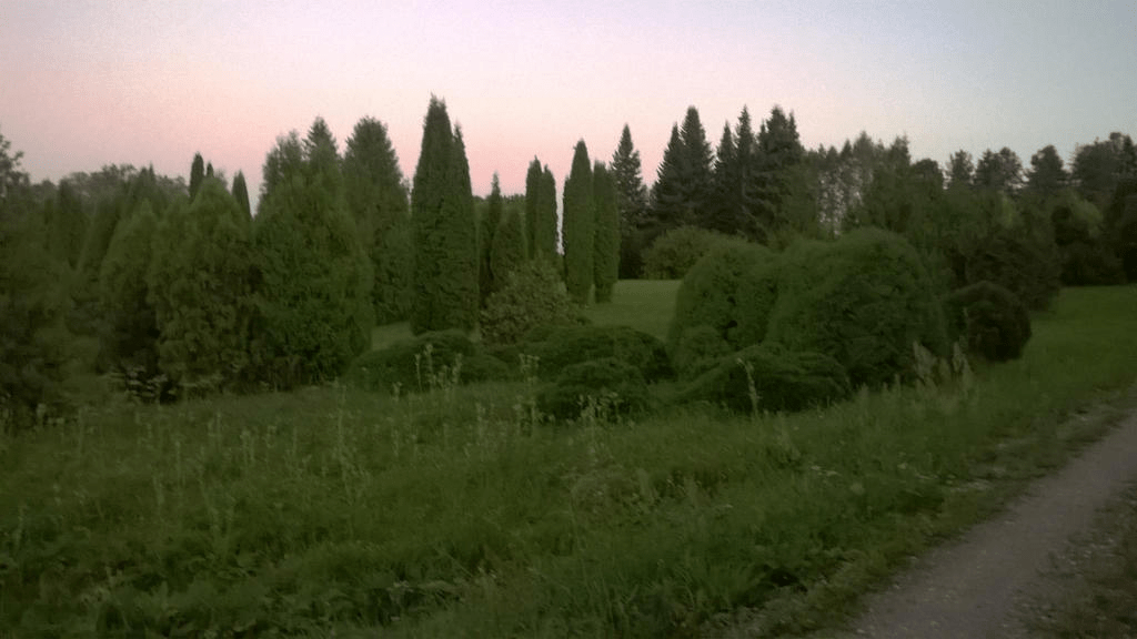 A forested field by a dirt road, the sky painted pink by the setting sun
