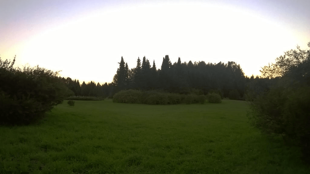 A field, partially forested, with bushes and trees of varying sizes, the sky bright from the setting sun