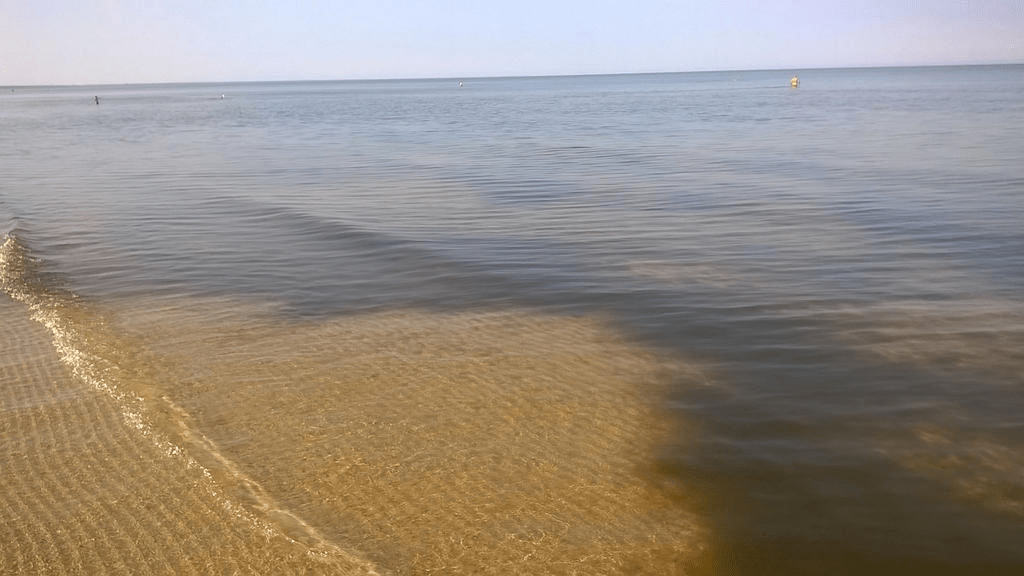 Waters of Riga bay, nearly full of algea, with tiny waves across the waters surface