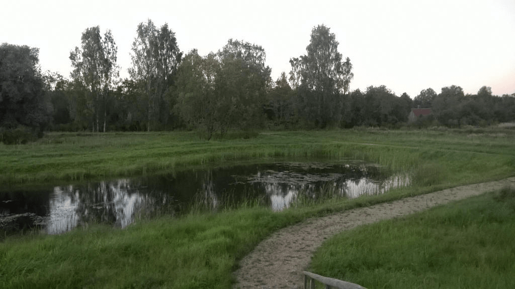 A better view of the pond, lilypads in the water at random spots and a dirty road right by it