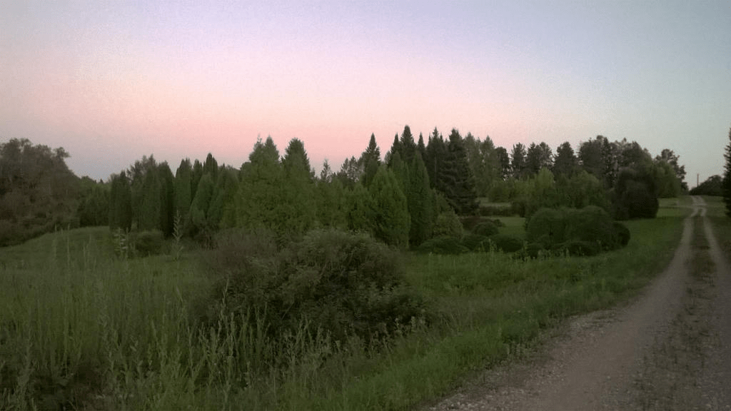 Forested field by a dirt road, the sky painted blue and pink by the setting sun