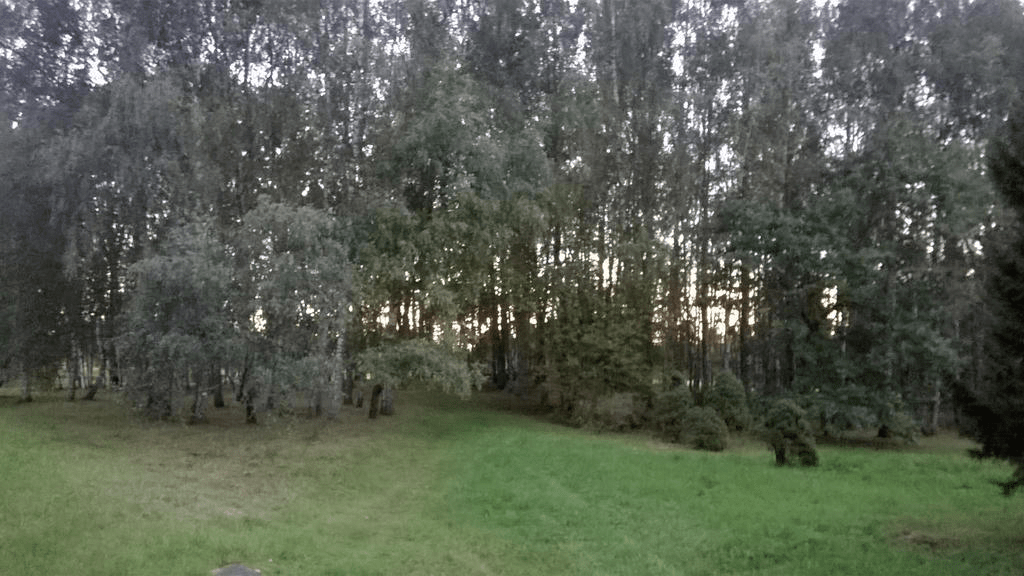 A forested area in a field, with the suns rays visible through the trees