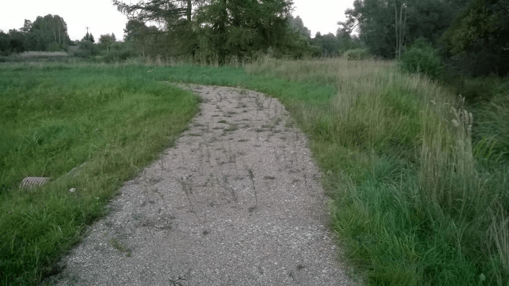 Photo of the stoney dirty path through the lush grass, with more grass growing in the middle of the path