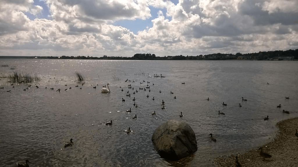Photo is taken from an old dock on a river. A bit of small stone dry land is visible, with the river the main focus. There are a lot of water birds - swans and ducks - hanging out on the water.