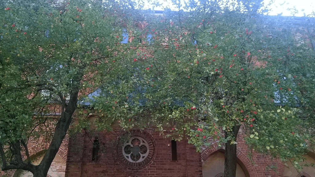 In the courtyard of the Doma Cathedral, focus on the trees by the entrance into the courtyard