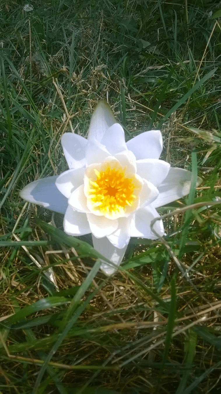 Photo of a white and yellow water lily placed on long grass.