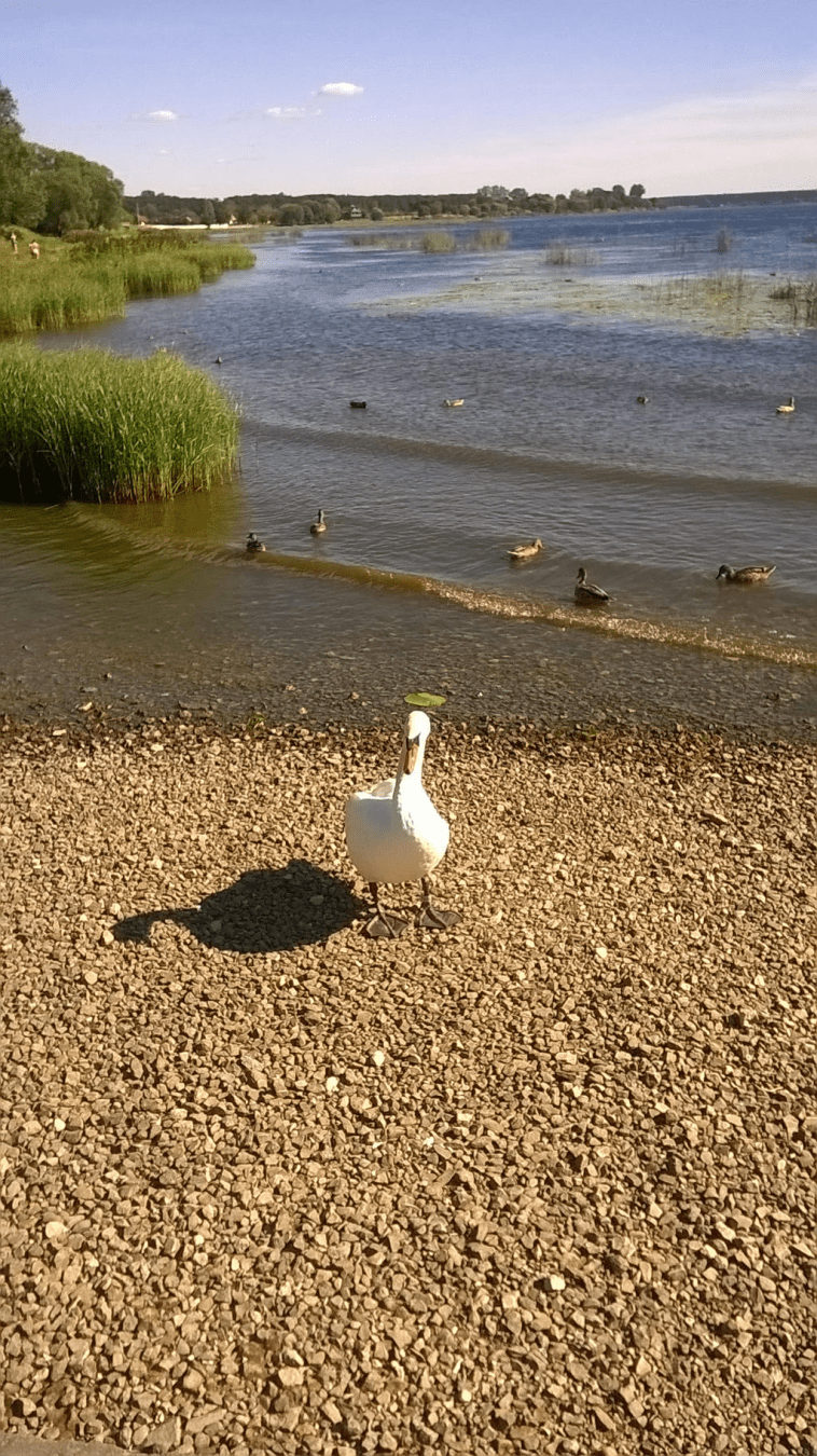 Photo taken from an old dock on a river. The ground is covered in small stones, going into the water, with reeds on the left going into the grass and light waves from the river. A group of ducks swimming in the water, with a lone adult swam standing on the rocky shore.