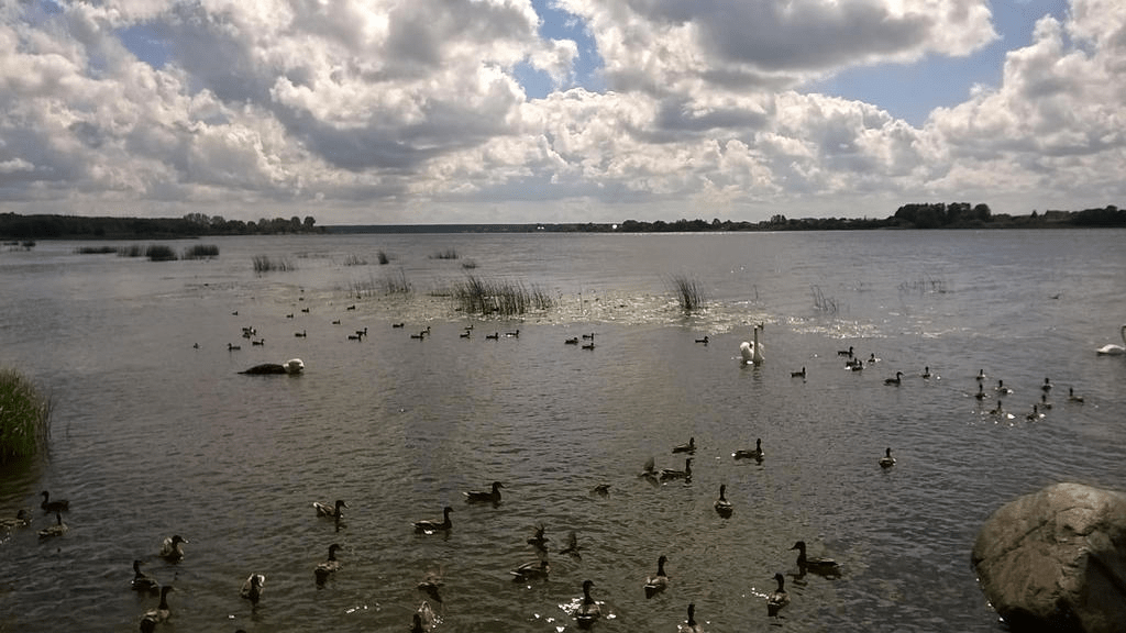 Water fowls in the river Daugava