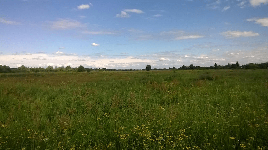 Lush field, with trees scattered in the distance, with patchy clouds in the sky