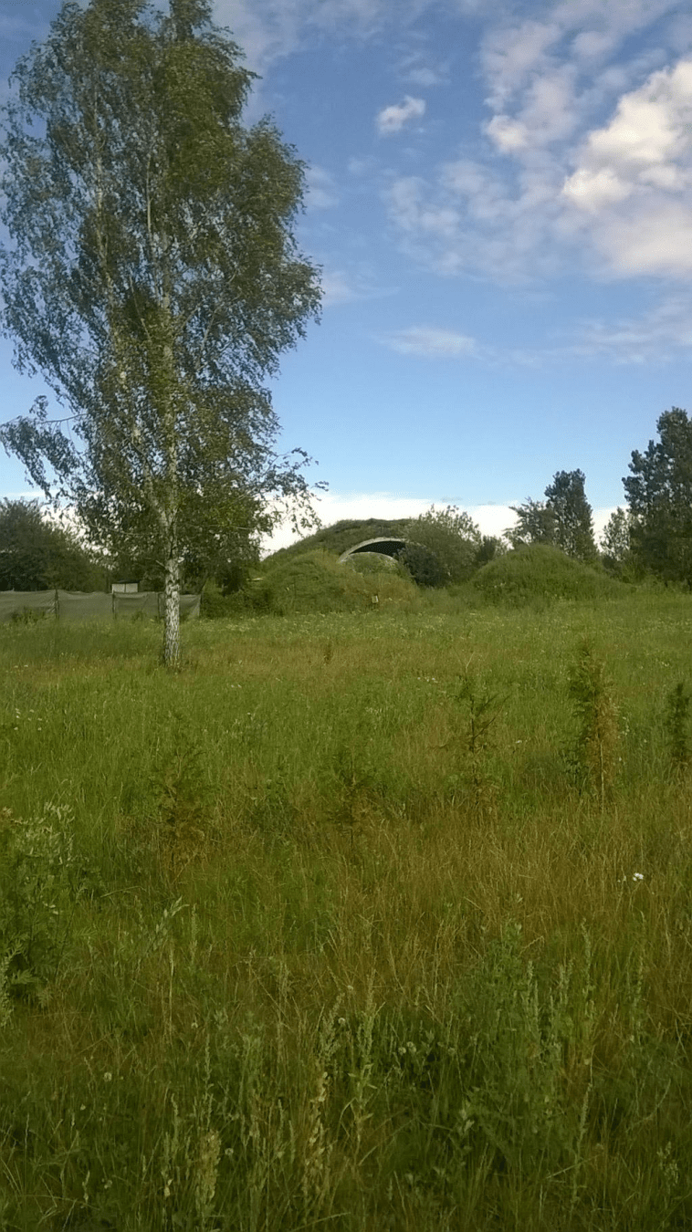 Old hanger, overgrown, across a field, with a big birch tree off center to the left