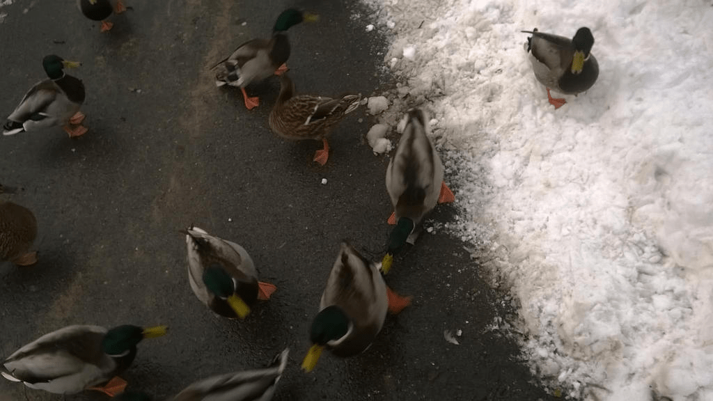 A bunch of ducks on a cement path and pile of snow