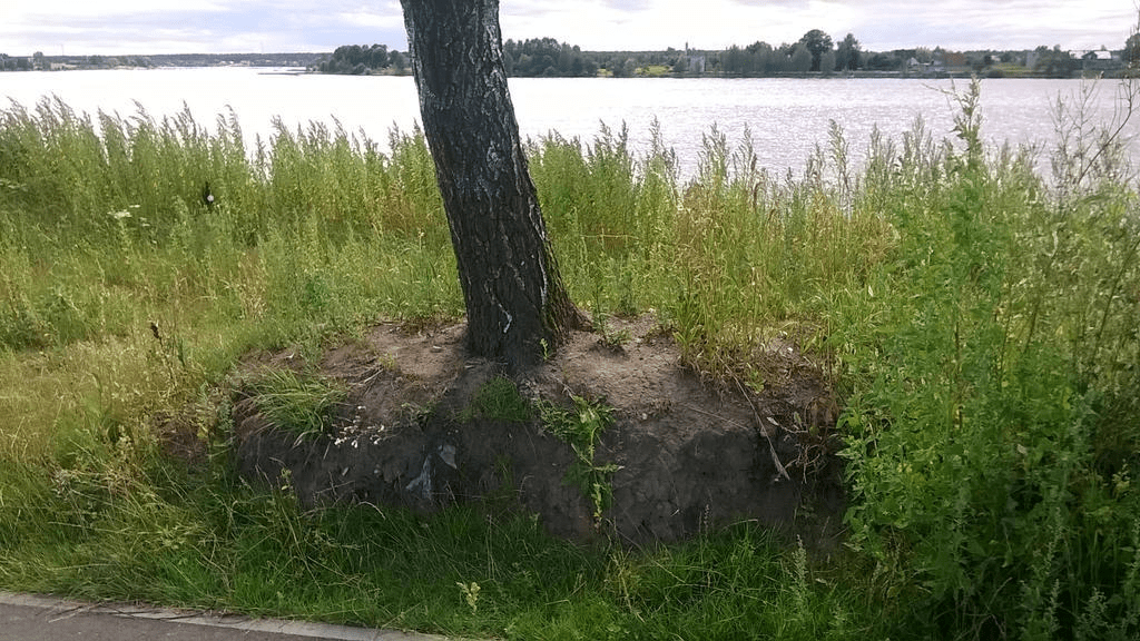 Tree growing from a round and kinda rocklike piece of land, mostly free of grass, with the grass around it
