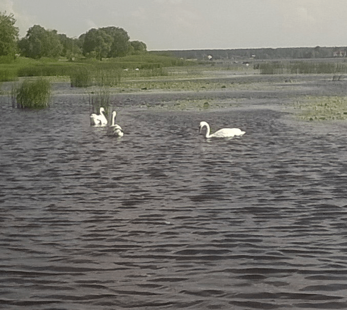 A family of three swans swimming in the river