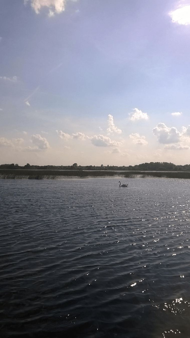 Photo of the Daugava, with a lone swan swimming through it