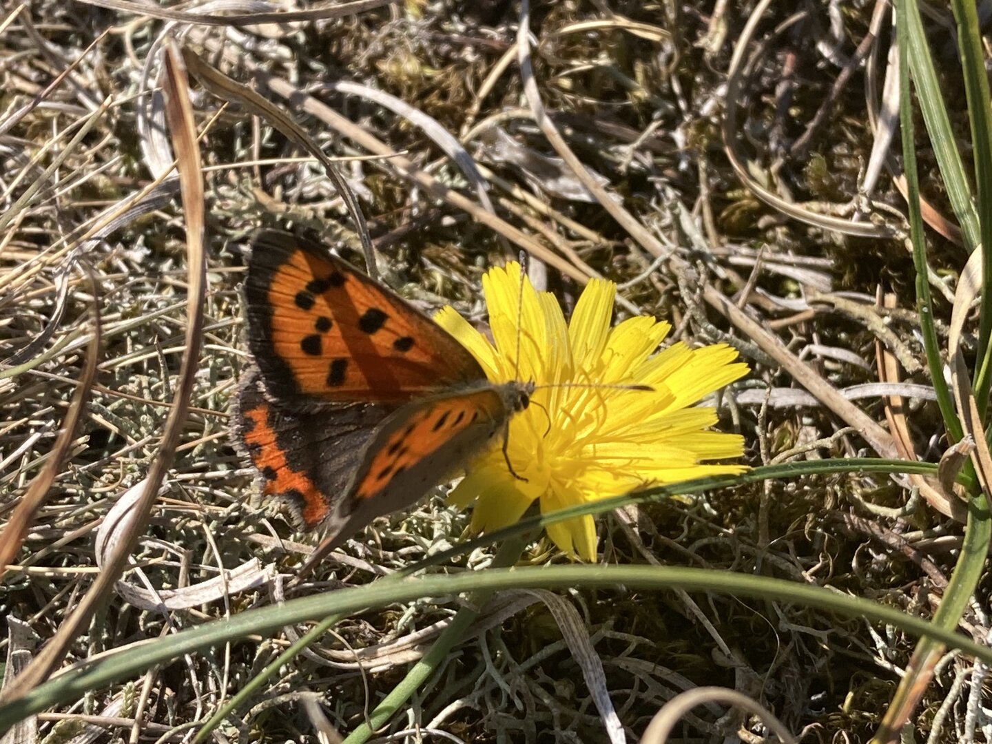 A butterfly on a yellow flower