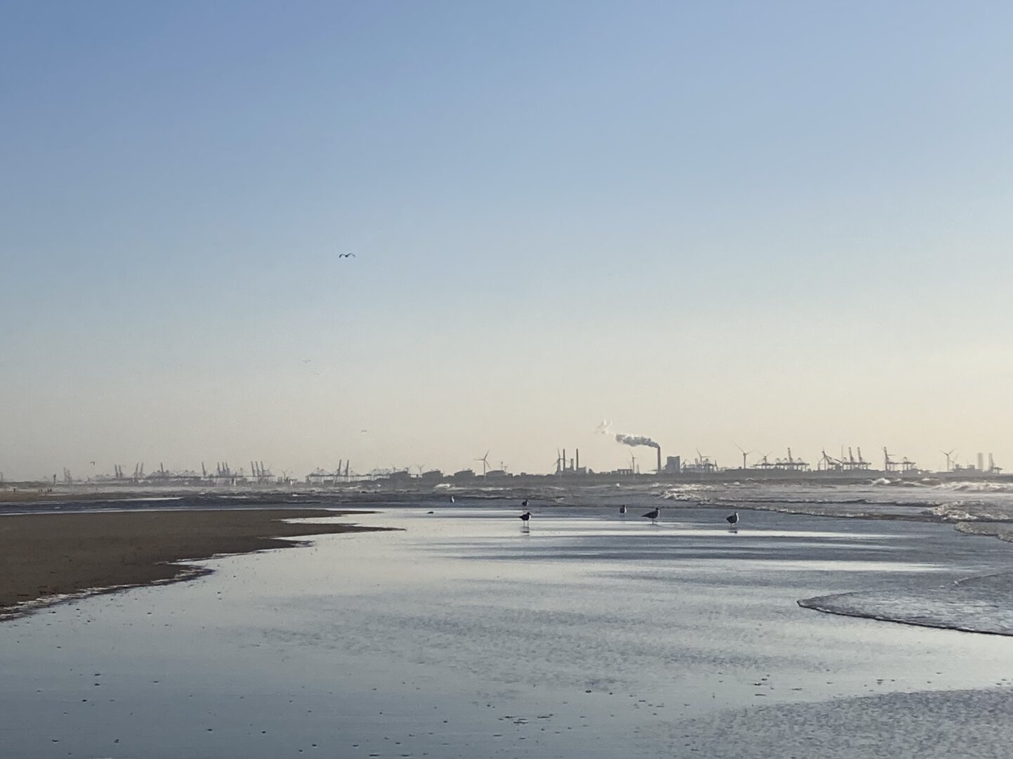 Seagulls at the shore on a beach with industrial structures in the background