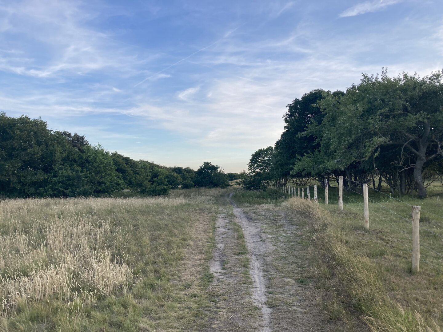 Path through a nature reserve in a sandy dune area